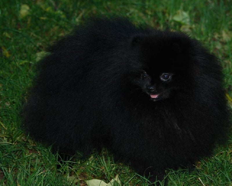 CH. dilina royal English muffin - 1er exc CACS BOB