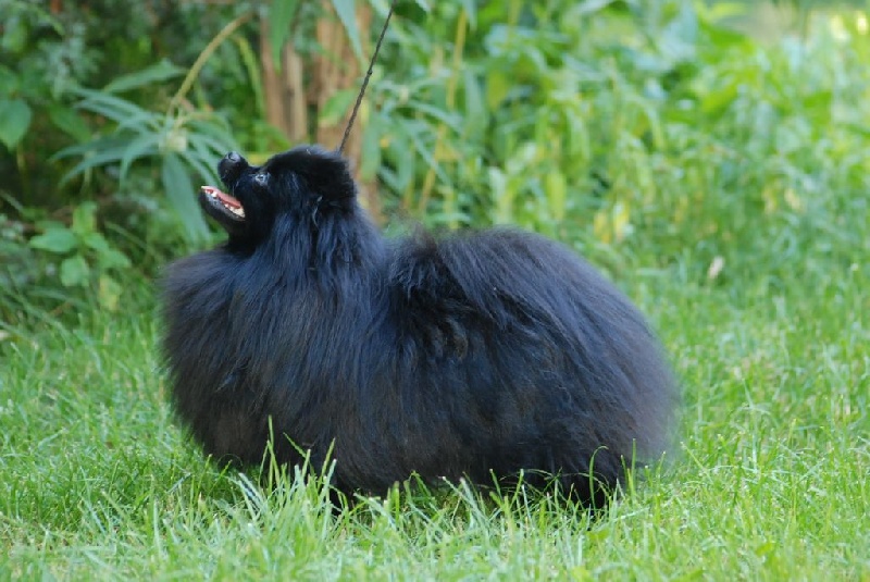 Julia Des Oursons Du Dérot - 1 er exc en classe jeune Meilleur Jeune