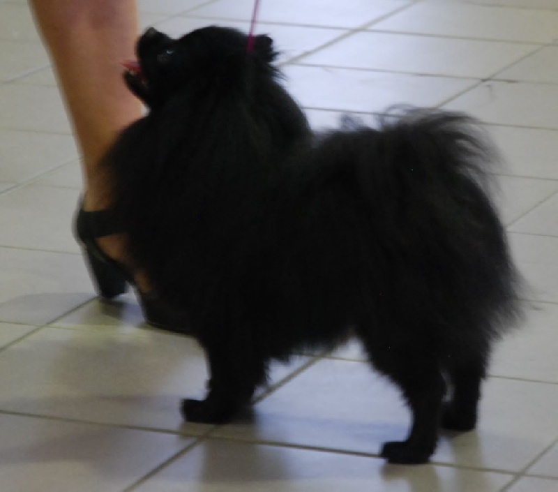 Julia Des Oursons Du Dérot - 1er exc CACS/CACIB