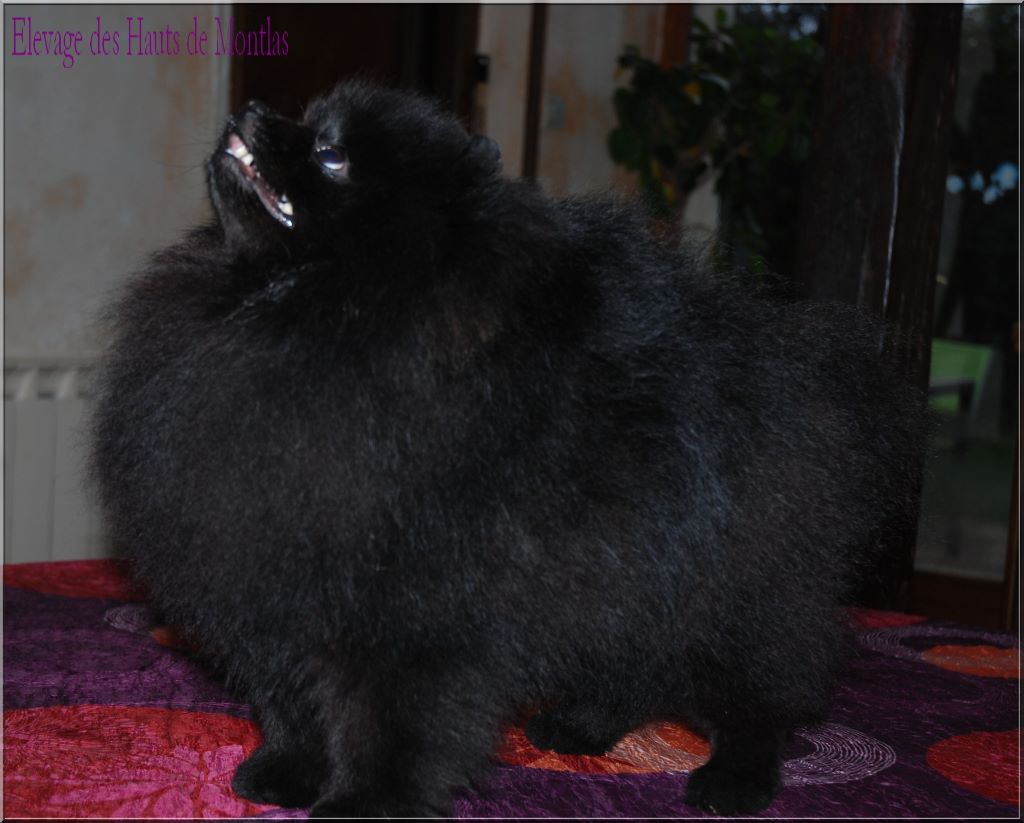 CH. dilina royal English muffin - 1er Exc RCACS/RCACIB