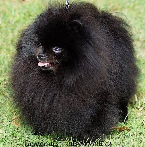 CH. dilina royal English muffin - 1 Er exc en classe ouverte CACS/CACIB Meilleur de Race