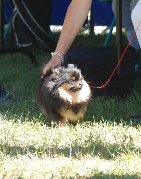 Isis de la taniére des louveteaux - 2ème EXC en c Ouverte R/CACS
