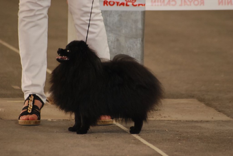 Julia Des Oursons Du Dérot - 1er Exc Meilleur Jeune