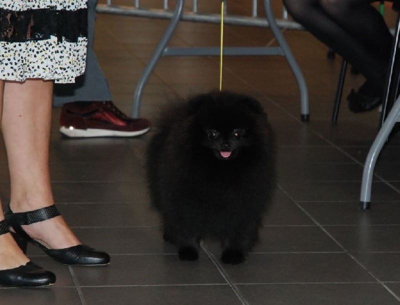 CH. dilina royal English muffin - 1er exc Meilleur Jeune - Meilleur de Race