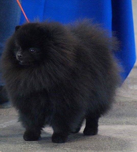 CH. dilina royal English muffin - 1 Er exc en classe ouverte CACS/CACIB Meilleur de Race