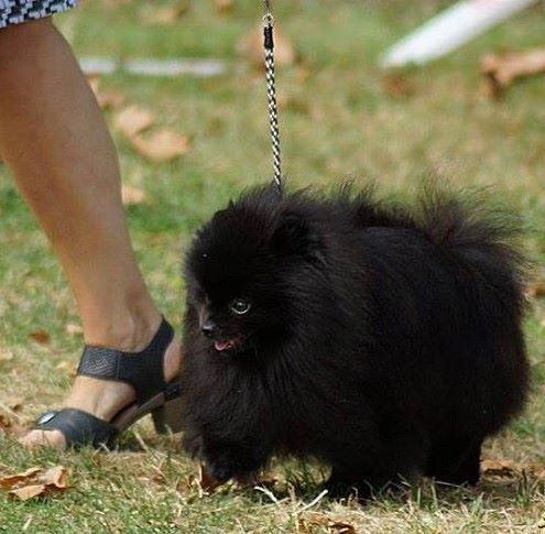 CH. dilina royal English muffin - 1 er exc CACS Meilleur de race