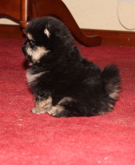 Isis de la taniére des louveteaux - Très prometteur en classe puppy