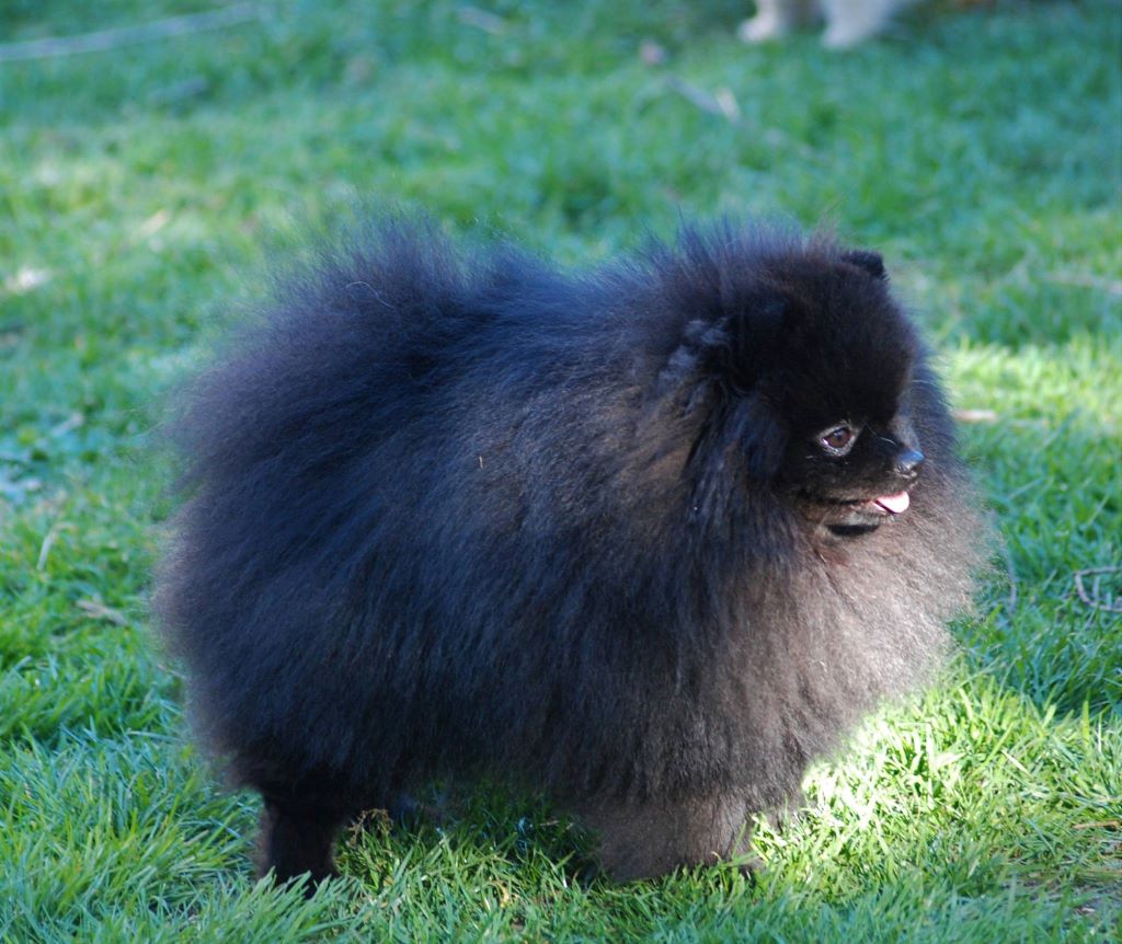 CH. dilina royal English muffin - 1 er exc CACS/CACIB