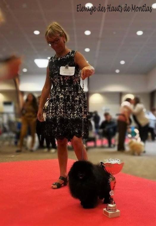 CH. dilina royal English muffin - 1 er exc CACS BOB Meilleur petit spitz de la Nationale d'Elevage