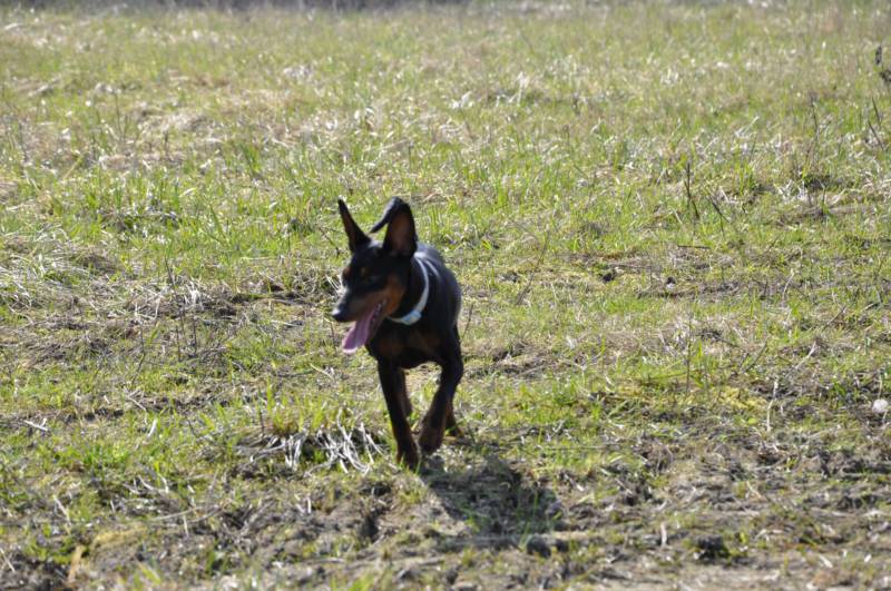 CH. Solfarino Good for me