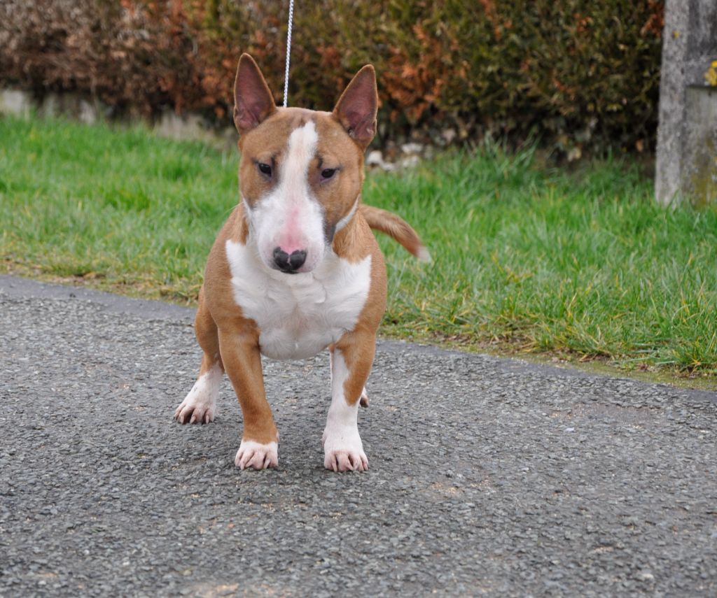 Solfarino Private joy dit requin