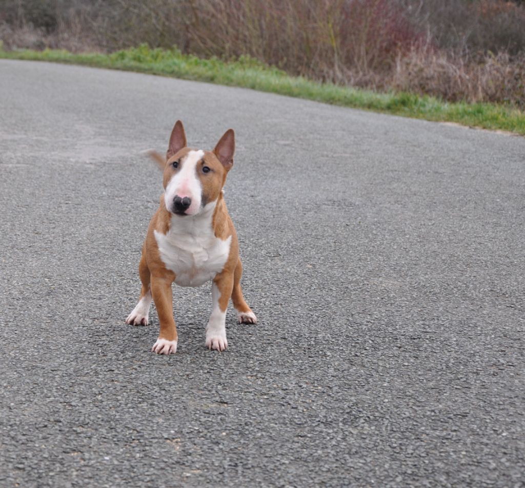 Solfarino Private joy dit requin