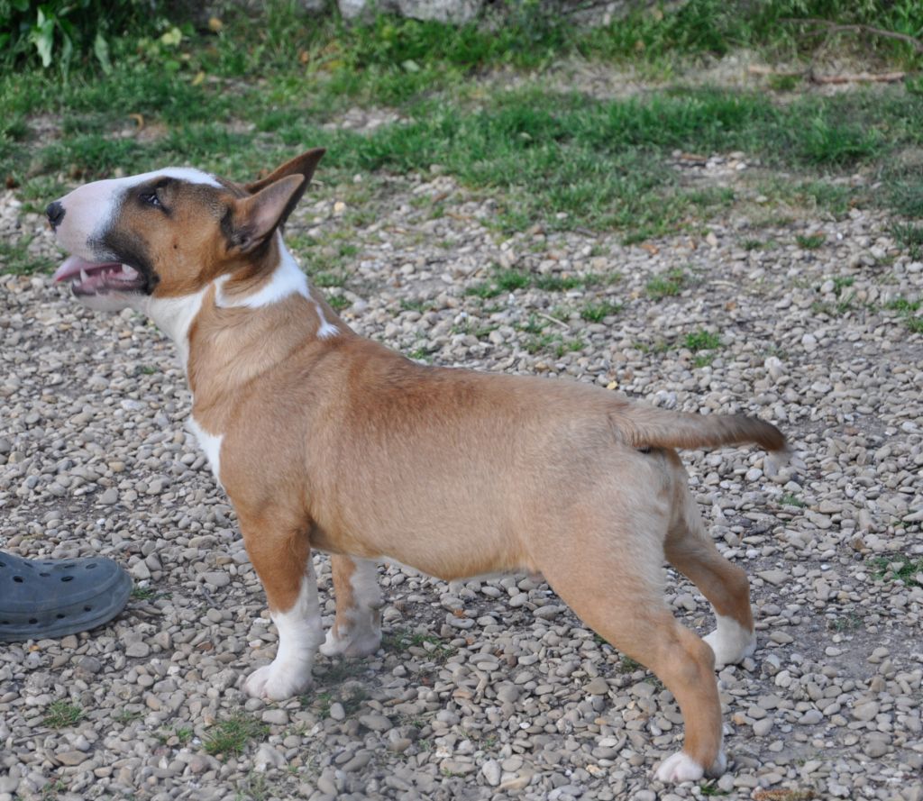 Solfarino Private joy dit requin