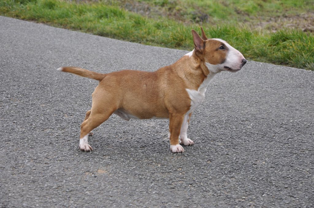 Solfarino Private joy dit requin