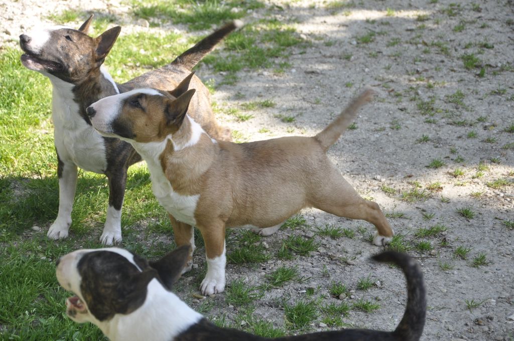 Solfarino Private joy dit requin