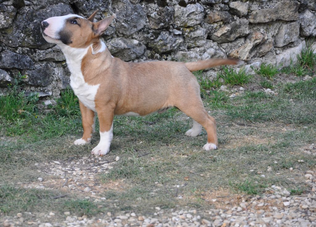 Solfarino Private joy dit requin