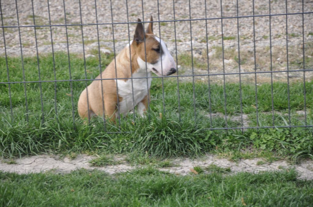 Solfarino Private joy dit requin