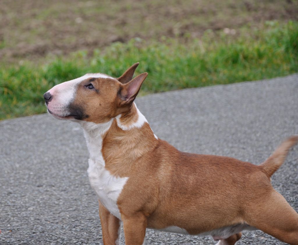 Solfarino Private joy dit requin