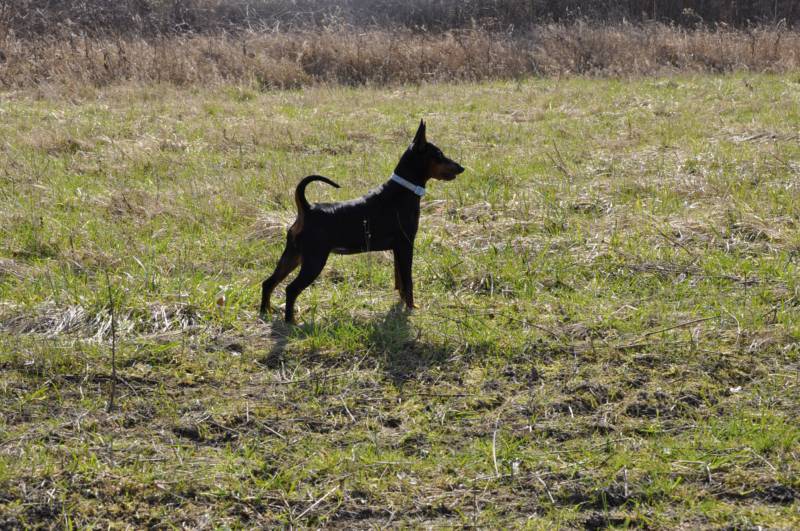 CH. Solfarino Good for me