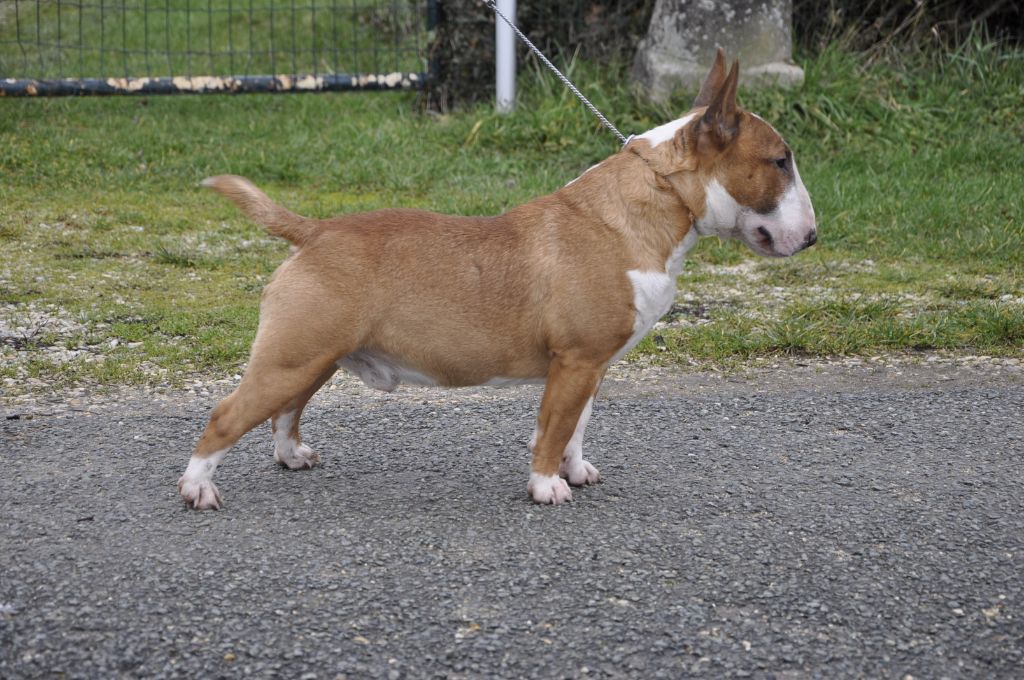 Solfarino Private joy dit requin