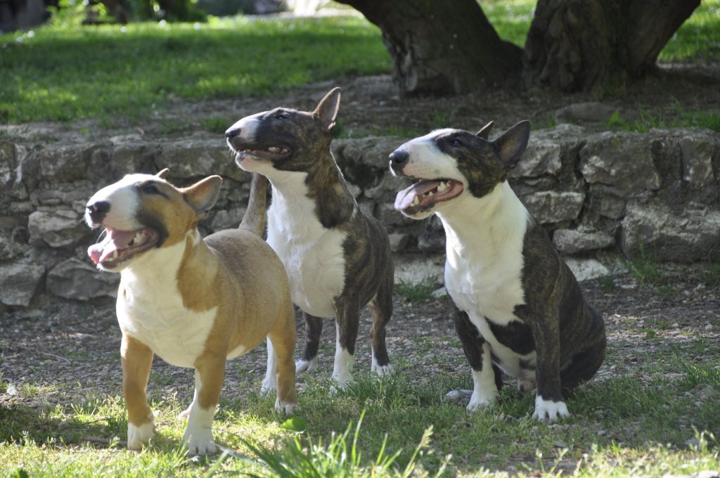 Solfarino Private joy dit requin