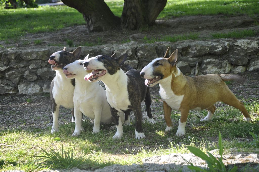 Solfarino Private joy dit requin