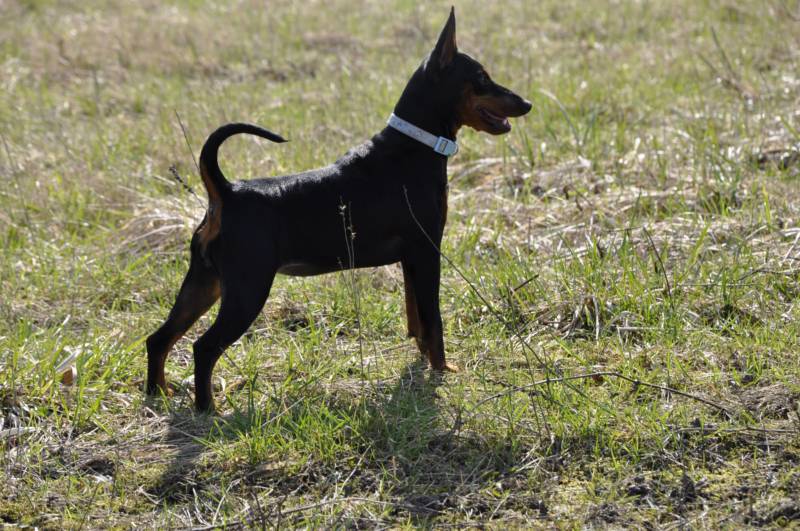 CH. Solfarino Good for me