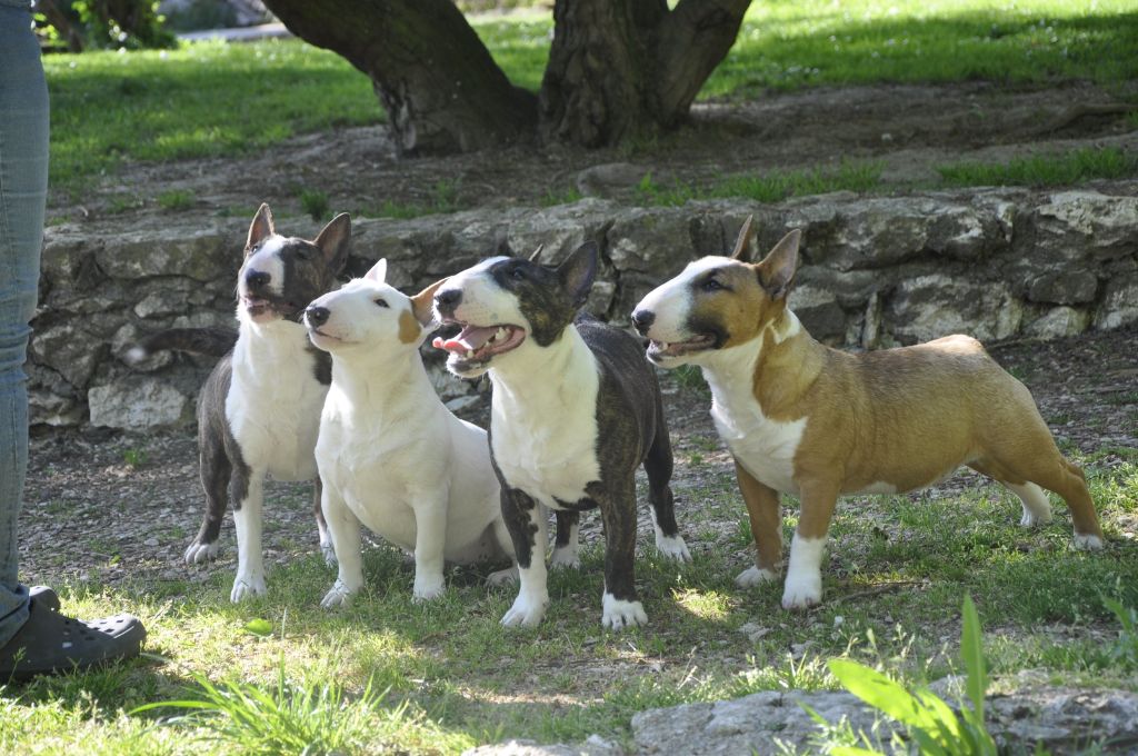 Solfarino Private joy dit requin