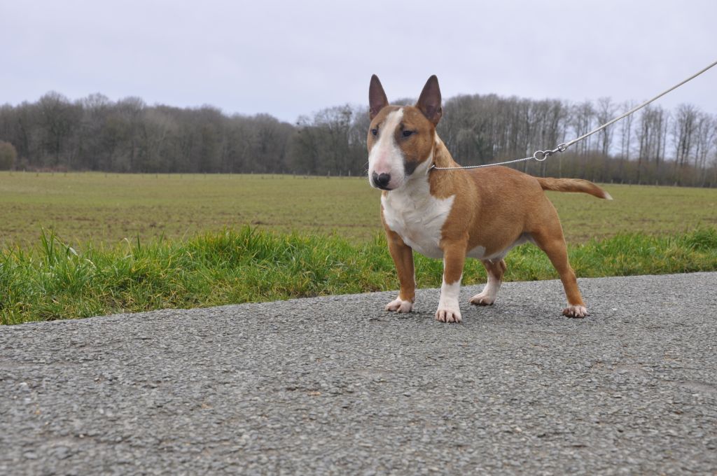 Solfarino Private joy dit requin