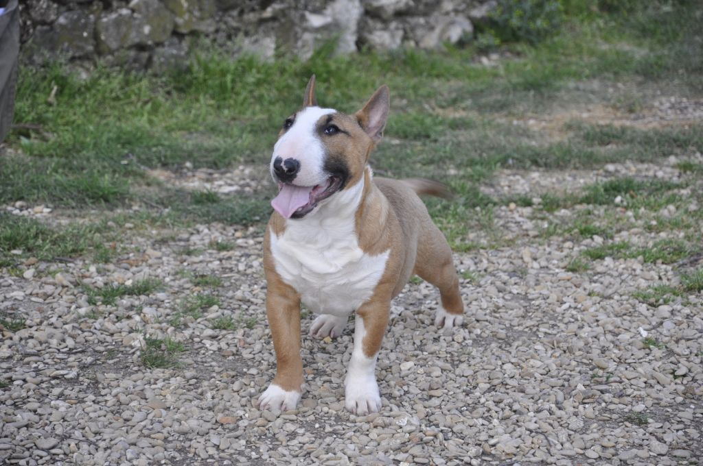 Solfarino Private joy dit requin