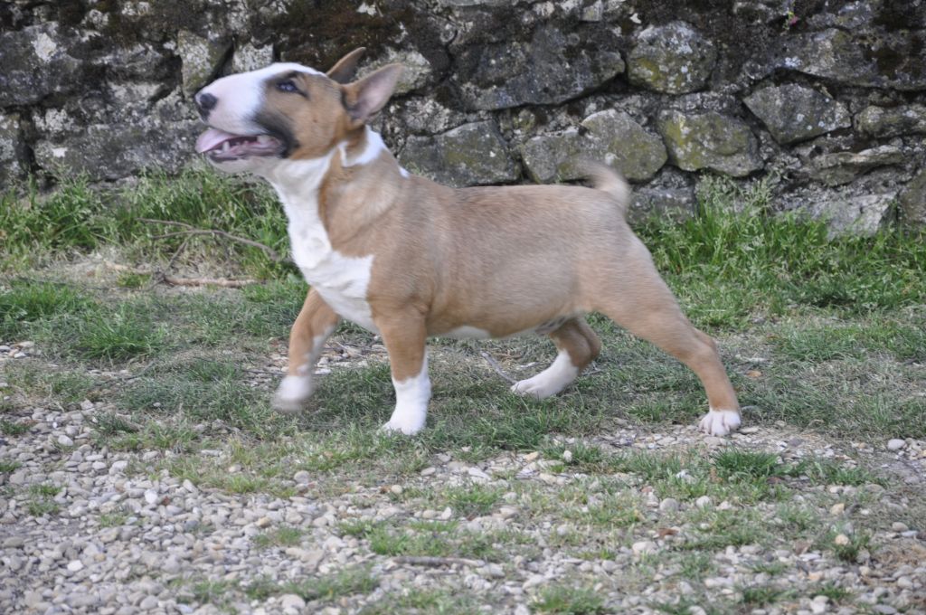 Solfarino Private joy dit requin