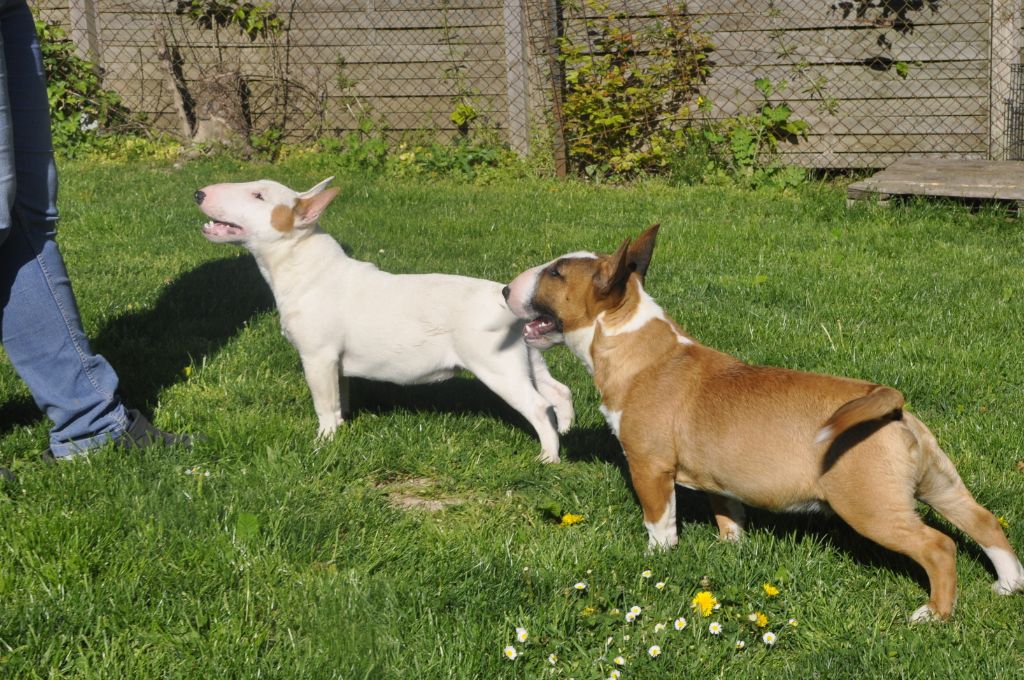 Solfarino Private joy dit requin