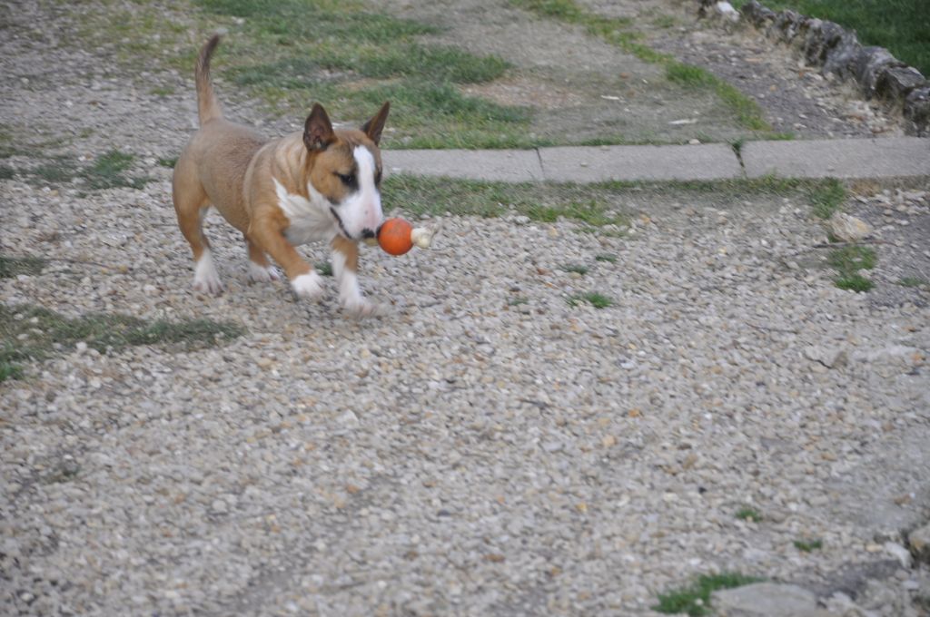 Solfarino Private joy dit requin