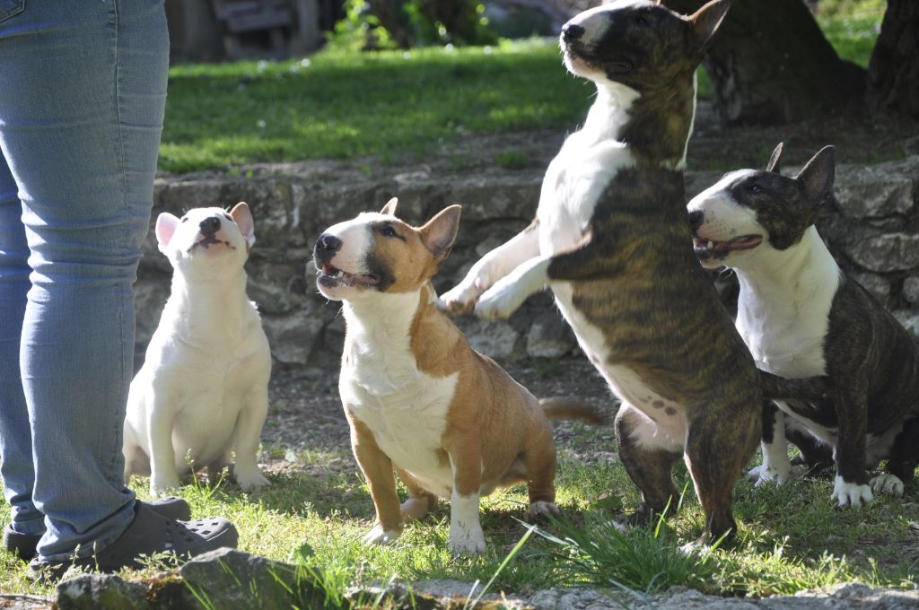 Solfarino Private joy dit requin