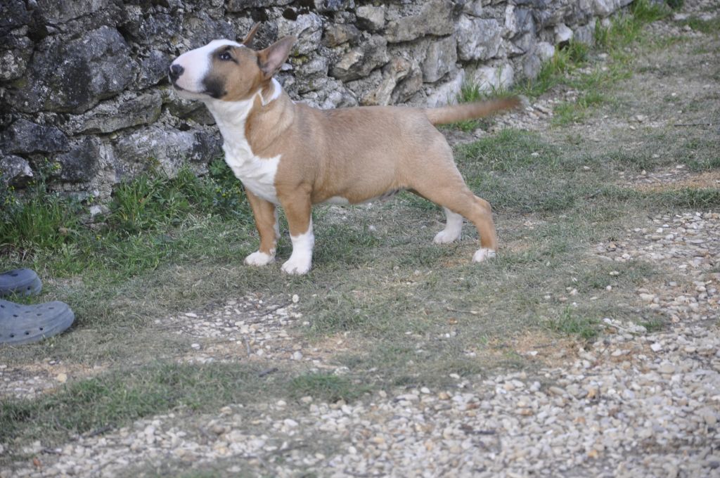 Solfarino Private joy dit requin