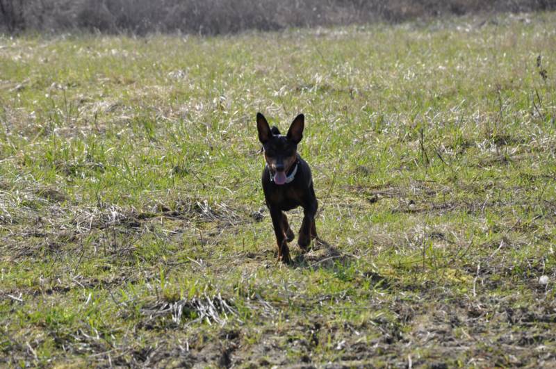 CH. Solfarino Good for me