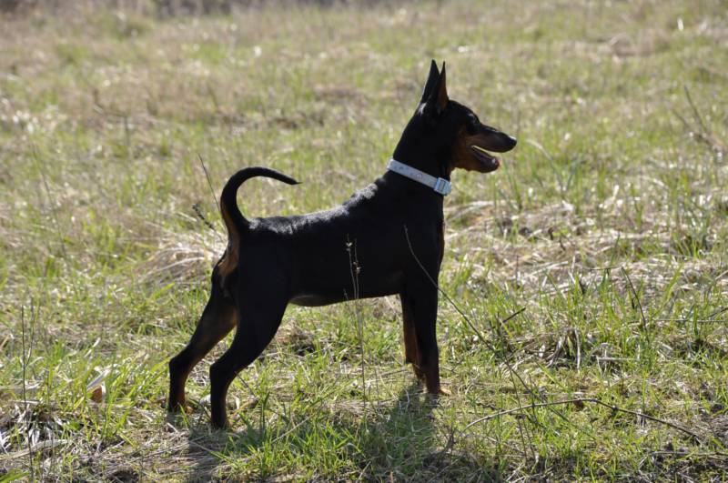 CH. Solfarino Good for me