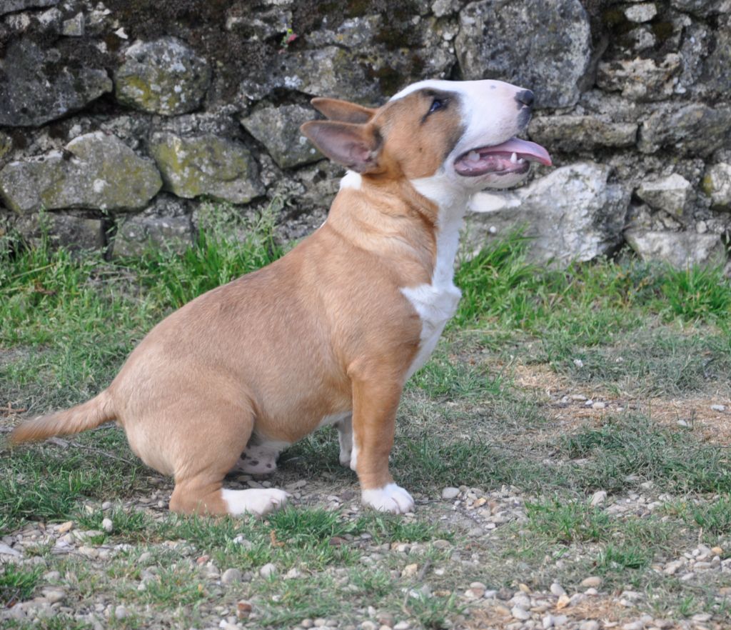 Solfarino Private joy dit requin