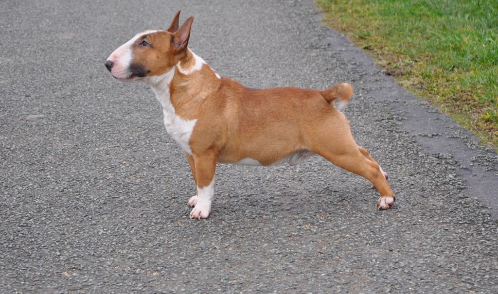 Solfarino Private joy dit requin