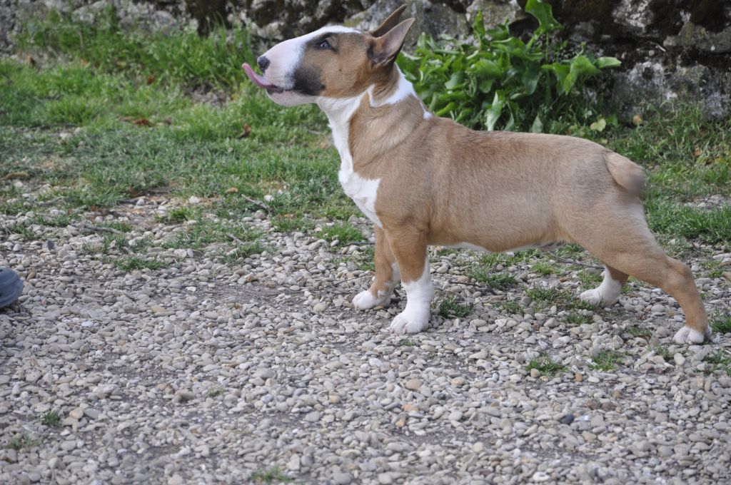 Solfarino Private joy dit requin