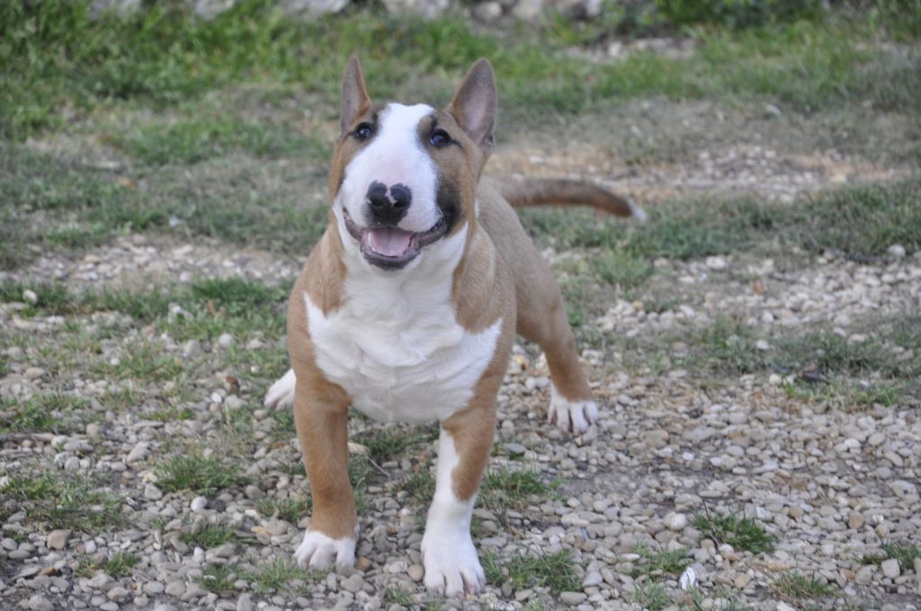 Solfarino Private joy dit requin