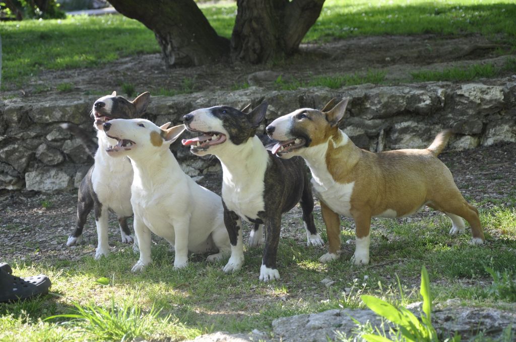 Solfarino Private joy dit requin