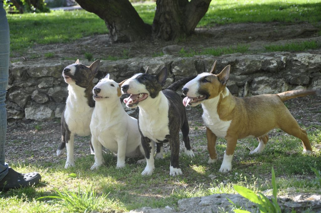 Solfarino Private joy dit requin