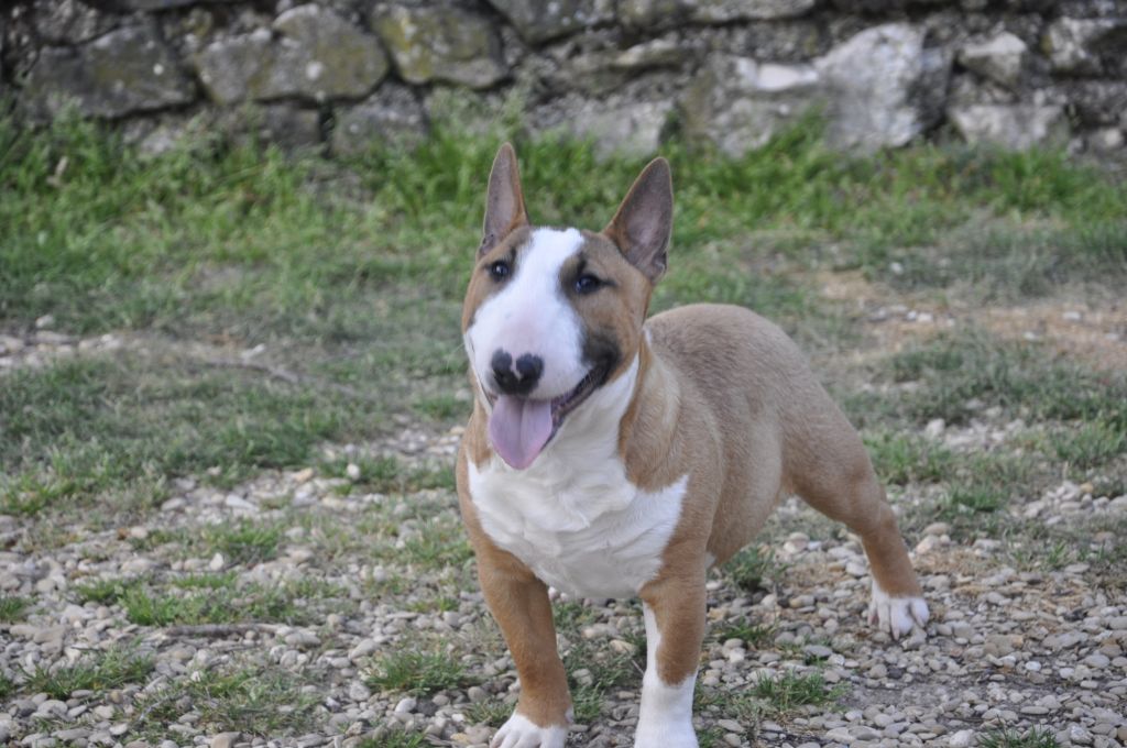 Solfarino Private joy dit requin