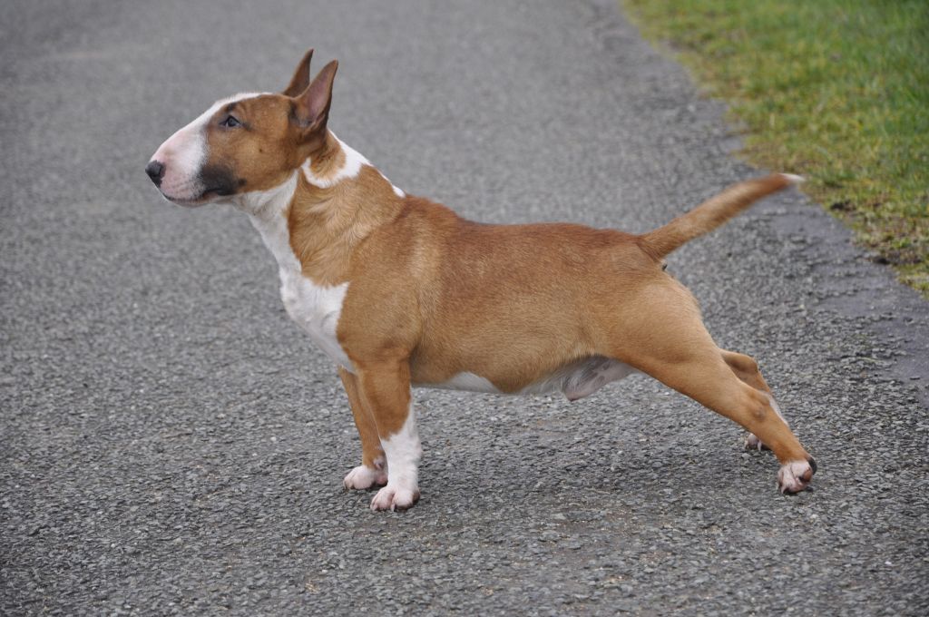 Solfarino Private joy dit requin