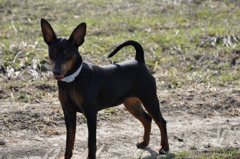 CH. Solfarino Good for me