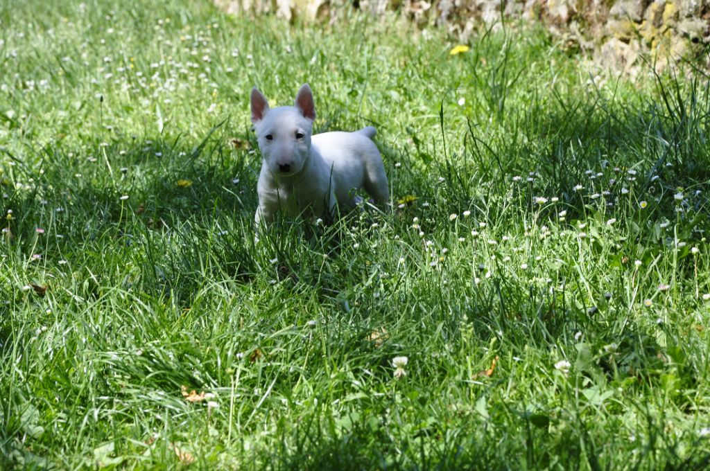 U ****** Femelle blanche