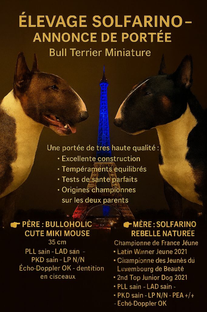 Bull Terrier Miniature - Solfarino
