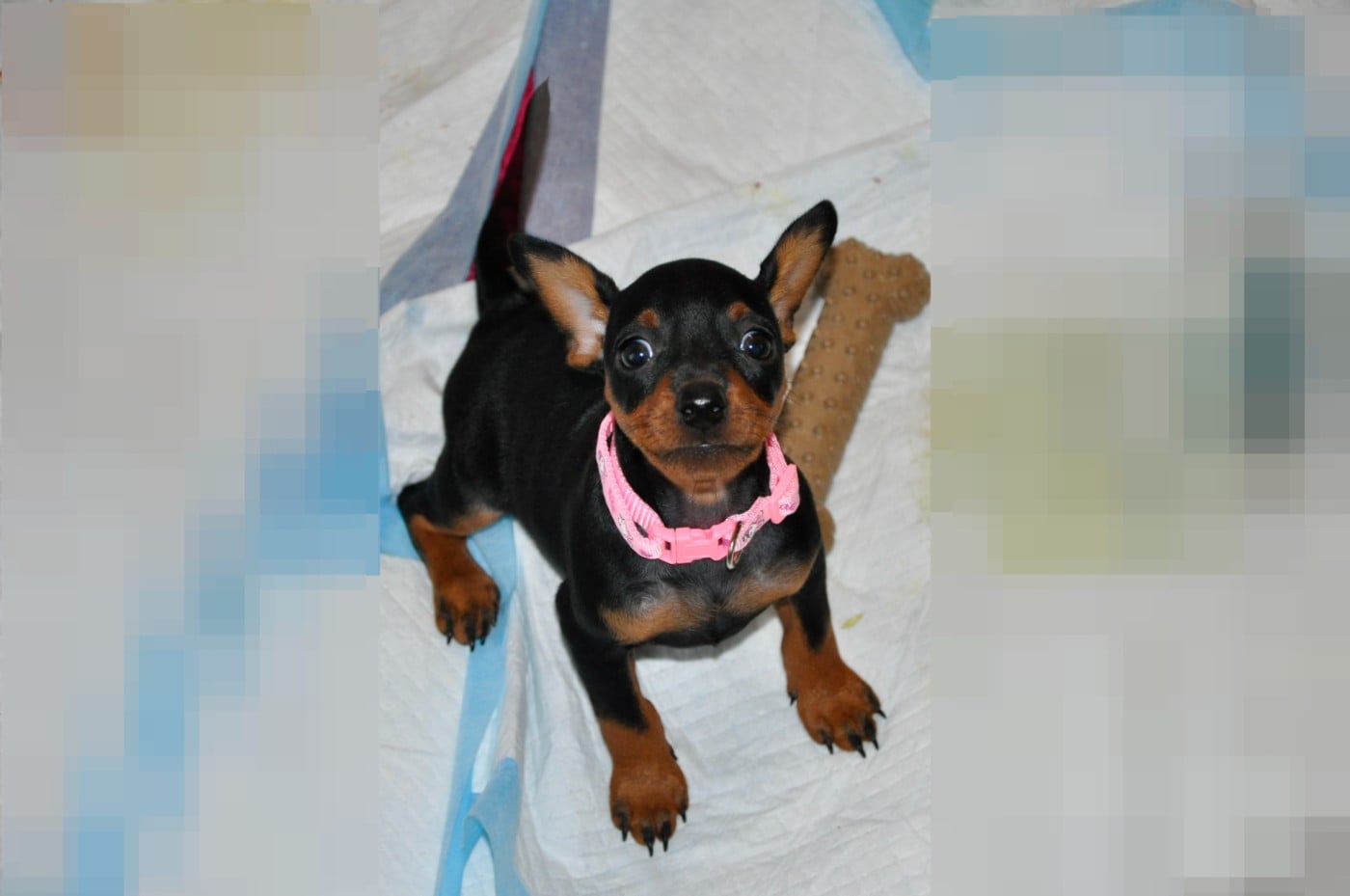 Pinscher nain - Solfarino