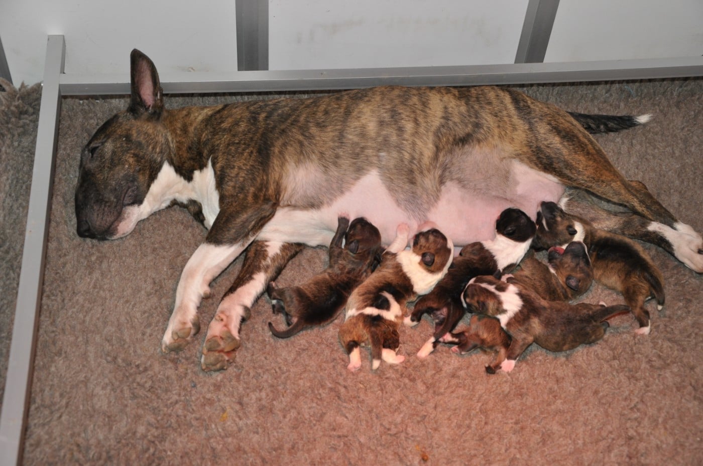 Bull Terrier Miniature - Solfarino